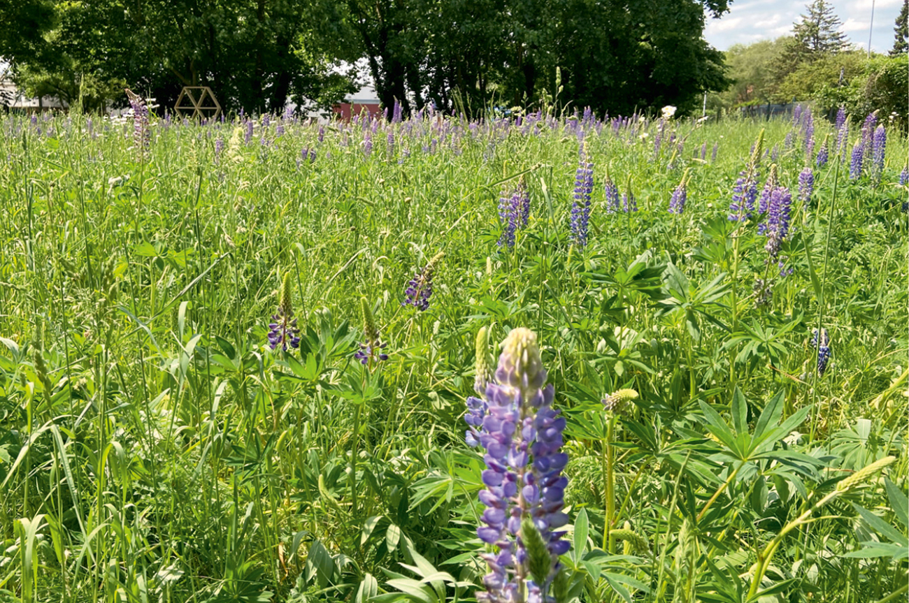 In Zusammenarbeit mit dem Naturschutzverein Nabu wurde im Garten von NPorts in Brake eine große Blühwiese angelegt, die bis zum Herbst Insekten und Vögeln eine Nahrungsquelle bietet.